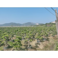 广东罗汉松批发 园林材料批发 园林材料直销 园林工程承接