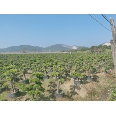 广东罗汉松批发 园林材料批发 园林材料直销 园林工程承接