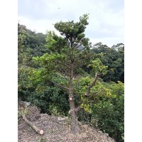 广东省内罗汉松批发 园林材料批发 园林材料直销 园林工程承接